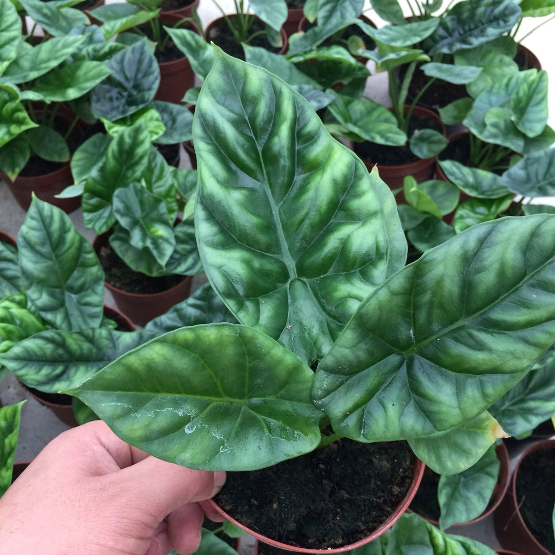 Alocasia Mirror Face ( Alocasia Sinuata )