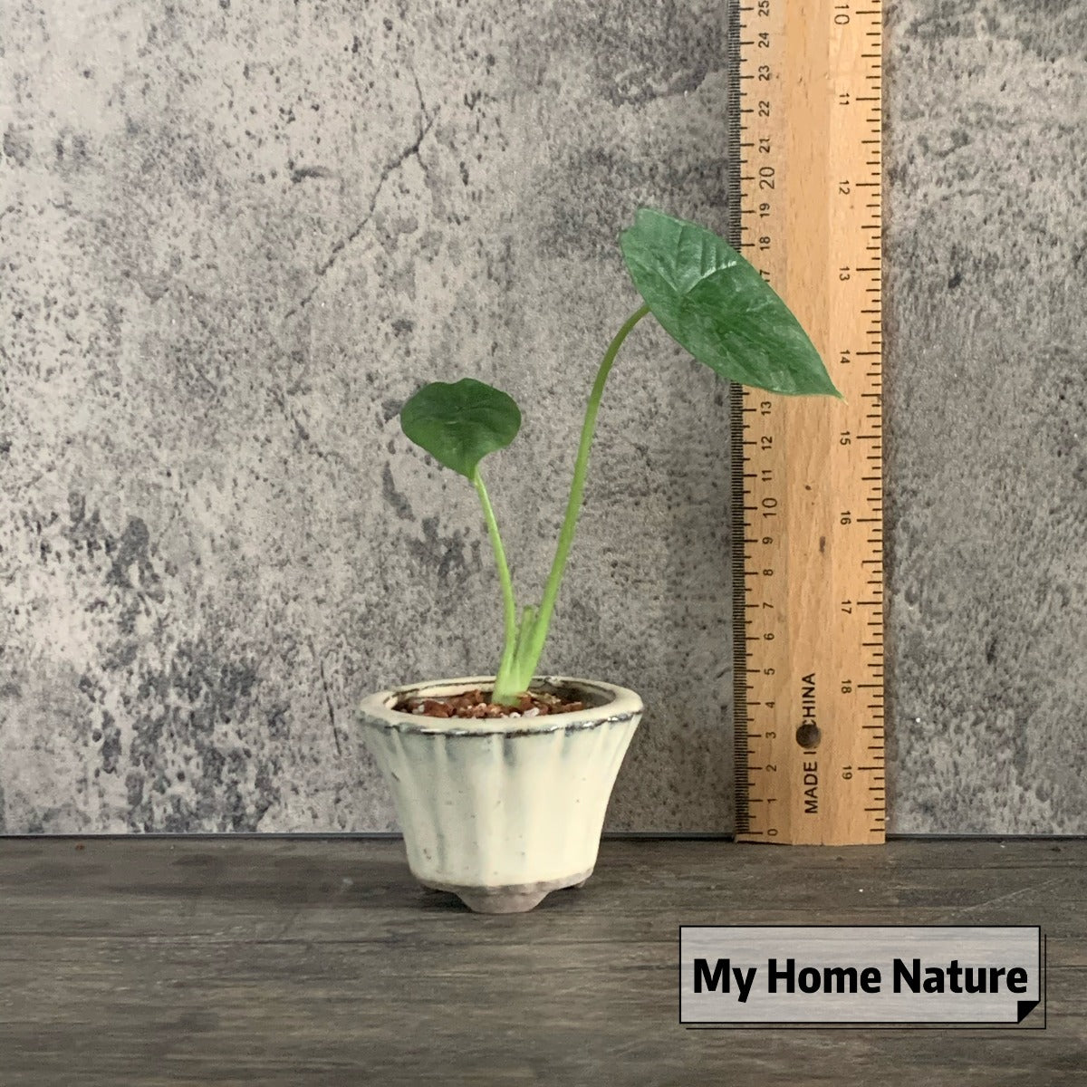 Alocasia Mirror Face ( Alocasia Sinuata )