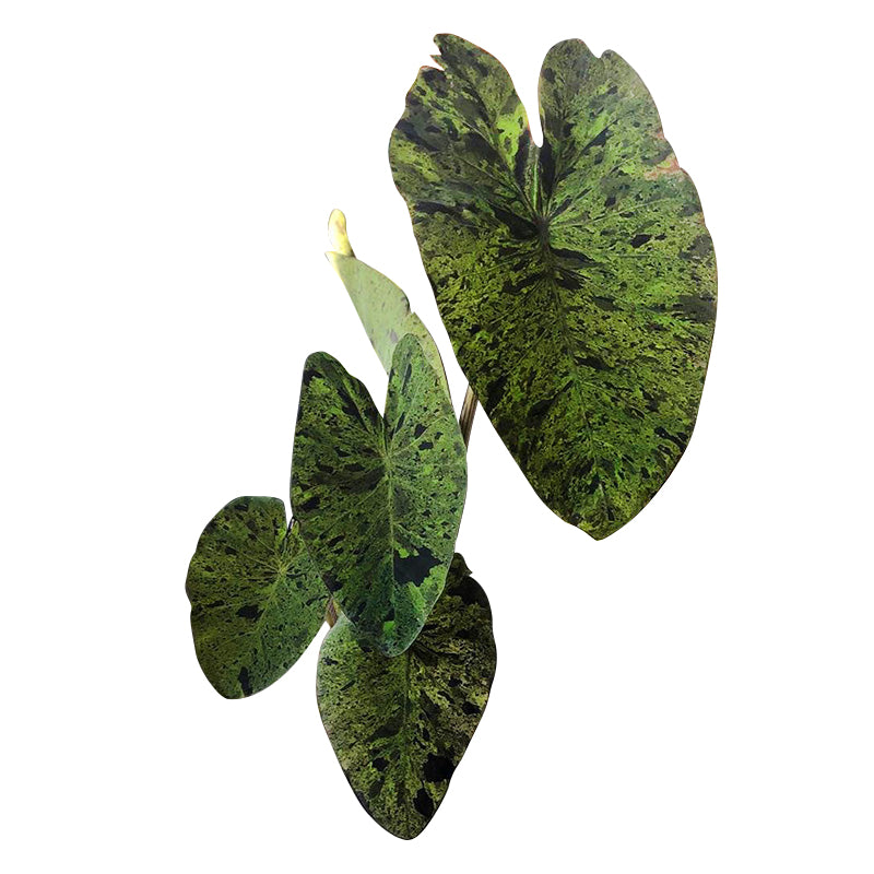 Colocasia esculenta 'Mojito'