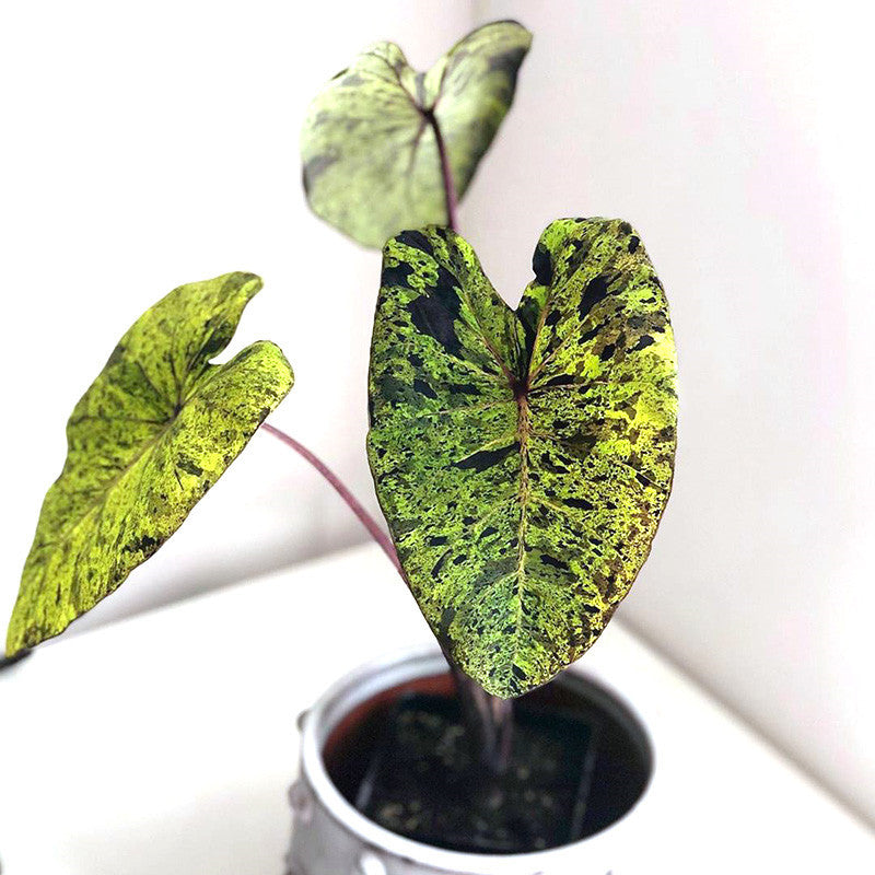 Colocasia esculenta 'Mojito'