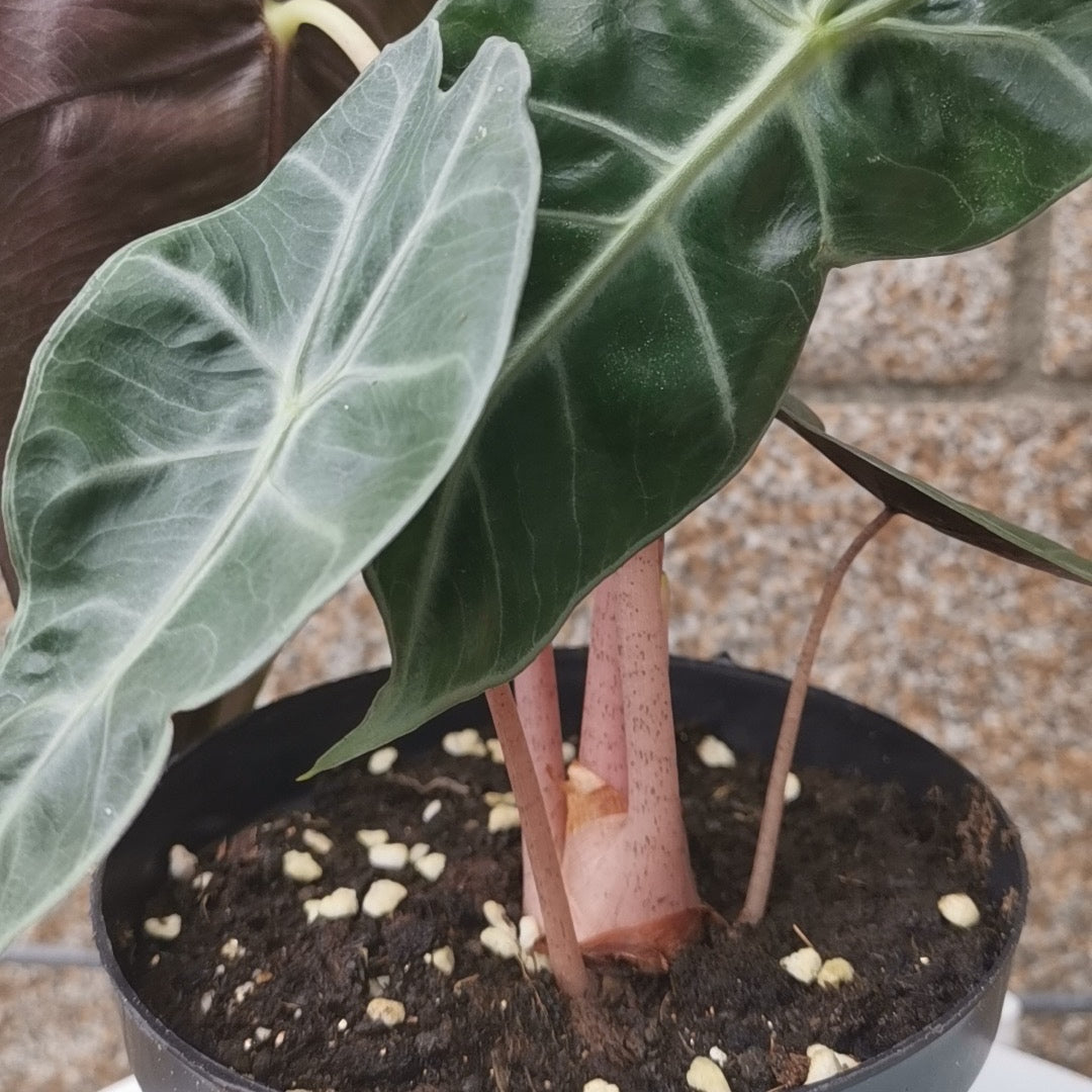 Alocasia ' Pink dragon '