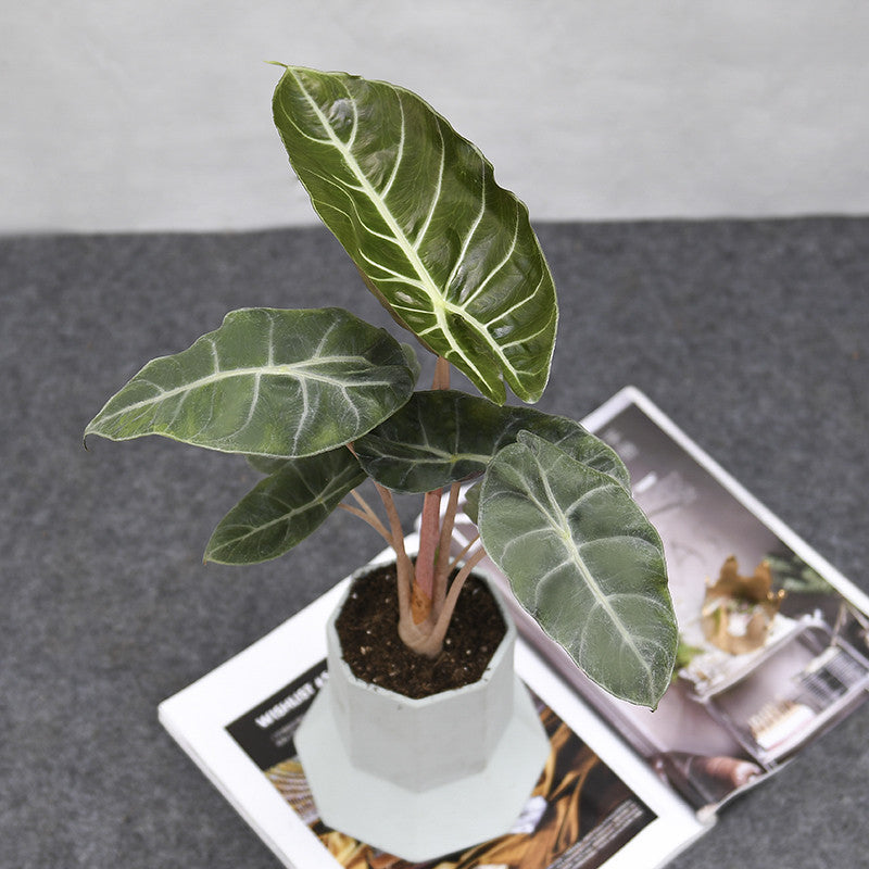 Alocasia ' Pink dragon '