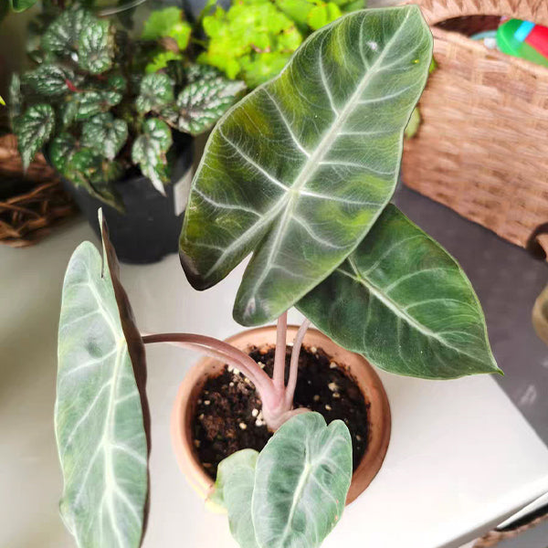 Alocasia ' Pink dragon '