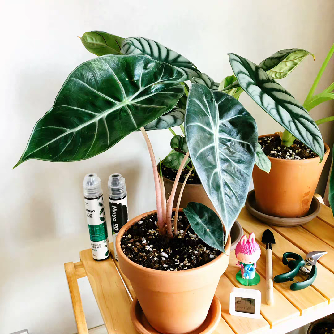Alocasia ' Pink dragon '