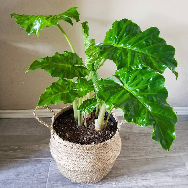 Elephant Ear(Alocasia Portora)