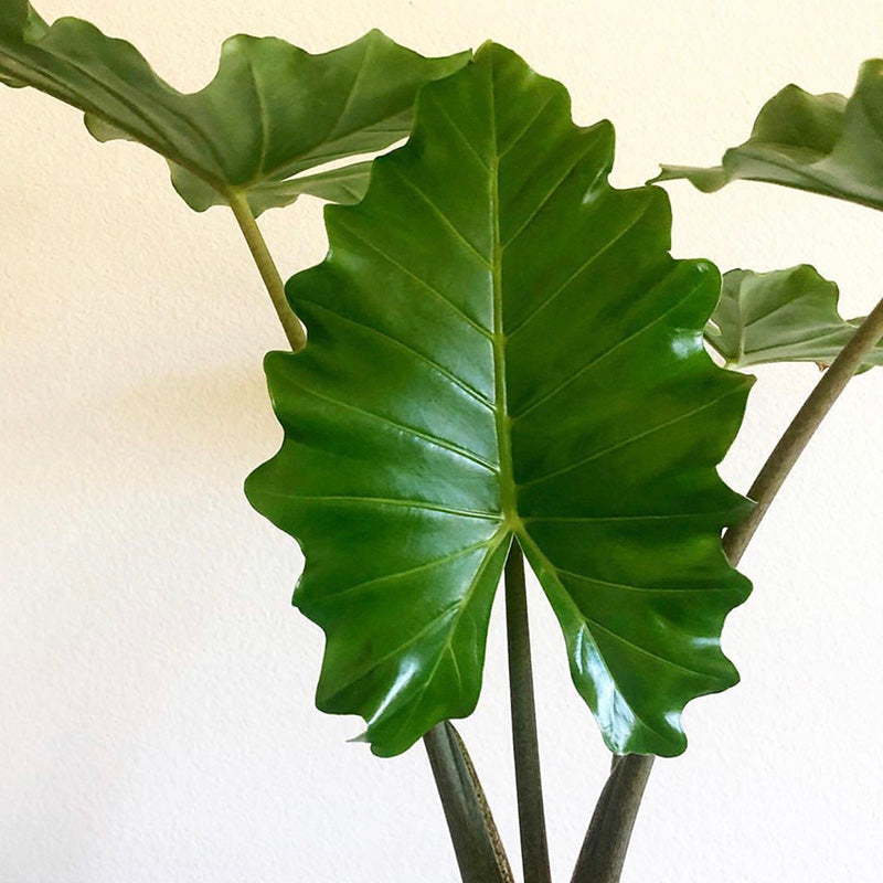 elephant ear philodendron for sale Elephant Ear(Alocasia Portora) for Sale