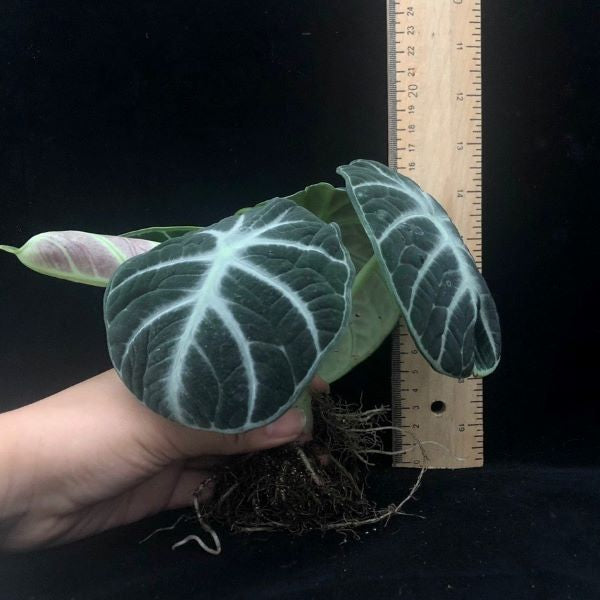 Alocasia reginula 'ninja'