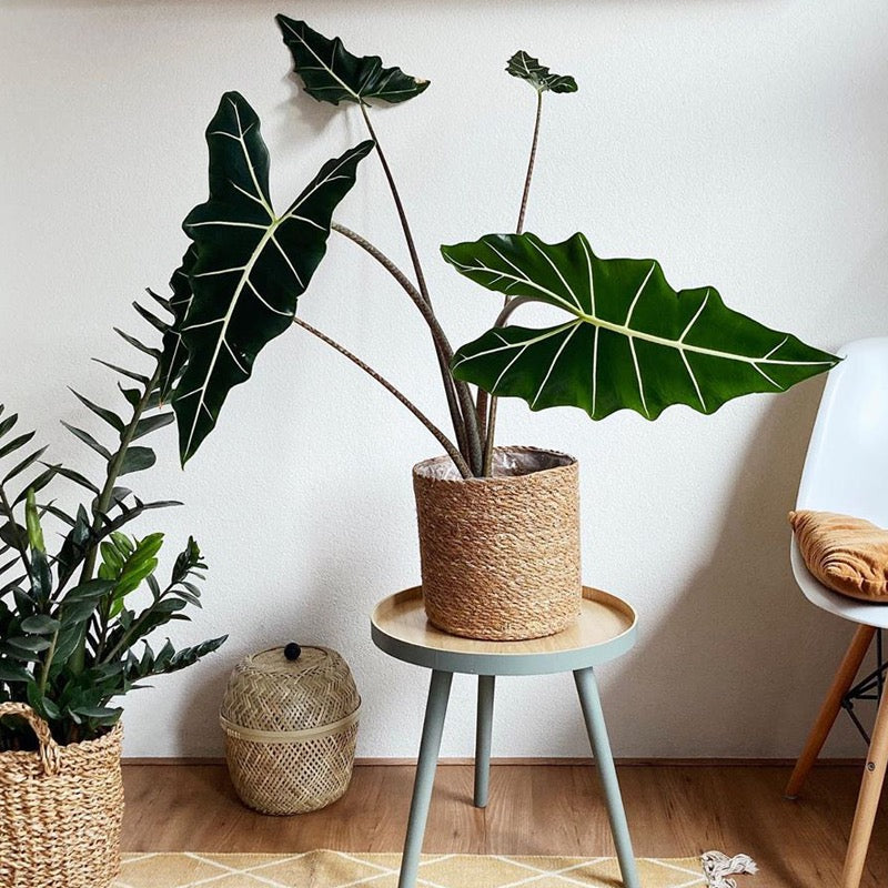 indoor plants alocasia Alocasia ' Sarian ' for Sale