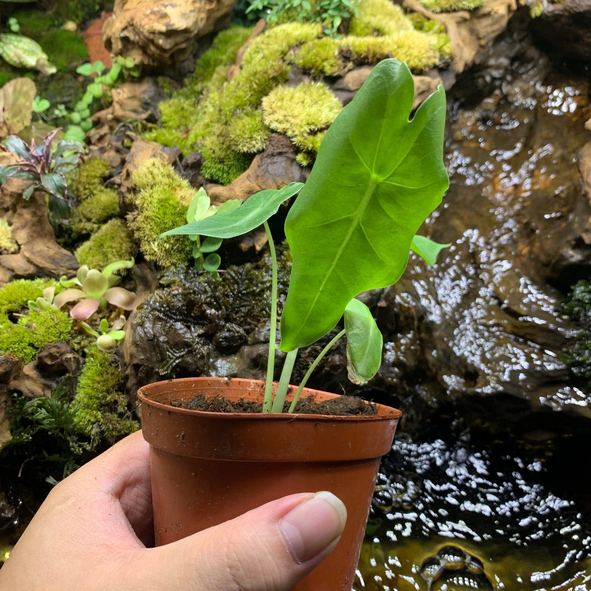 Alocasia ' Sarian '