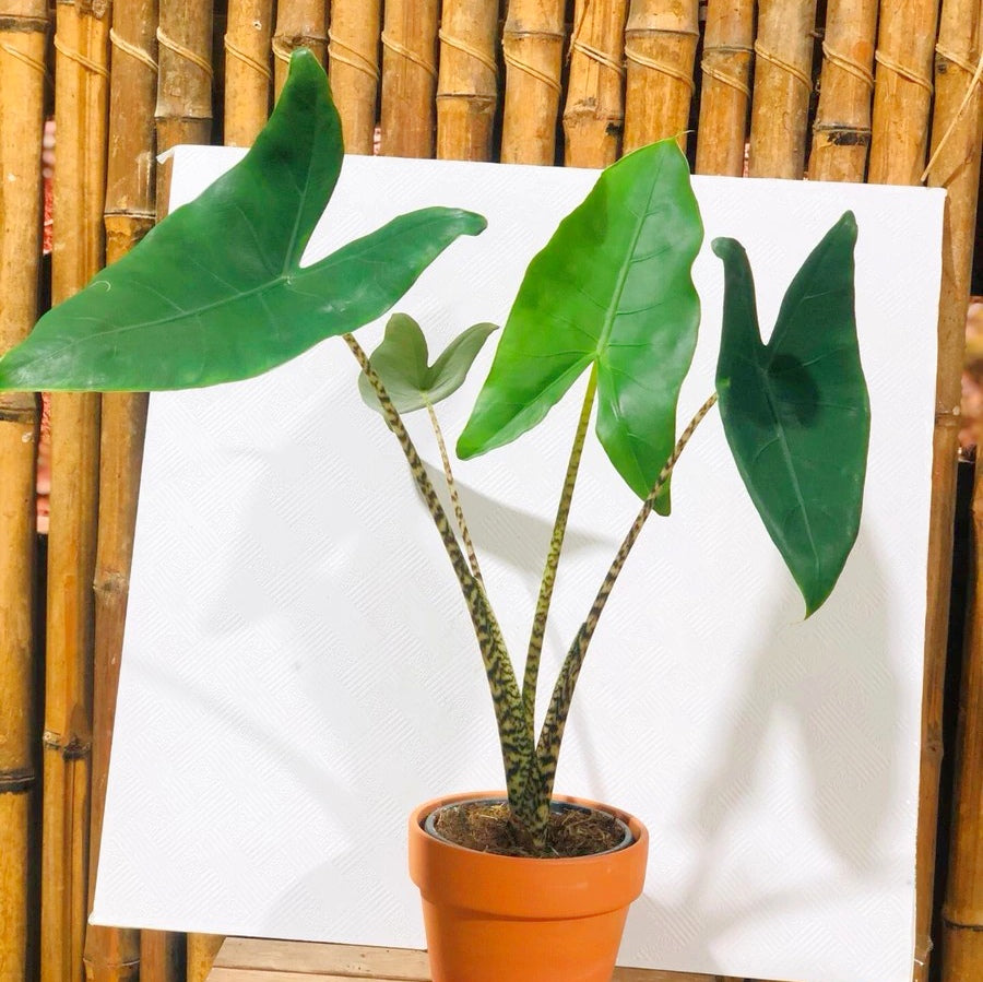 Alocasia zebrina