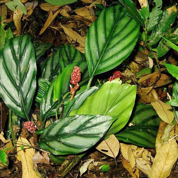 Alpinia pumila