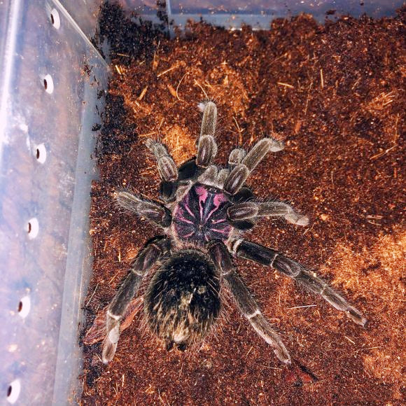 Amazon Blue Bloom Tarantula (Xenesthis intermedia)