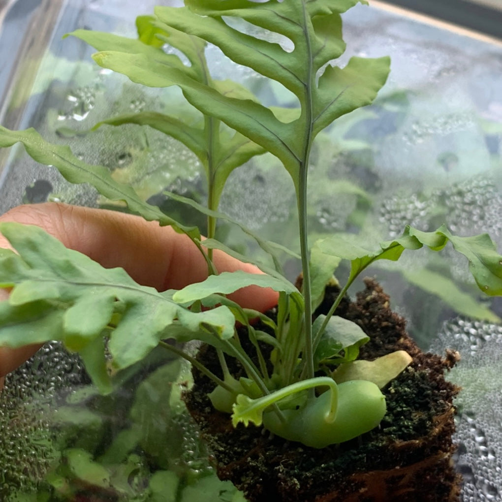 Ant fern (Lecanopteris deparioides)