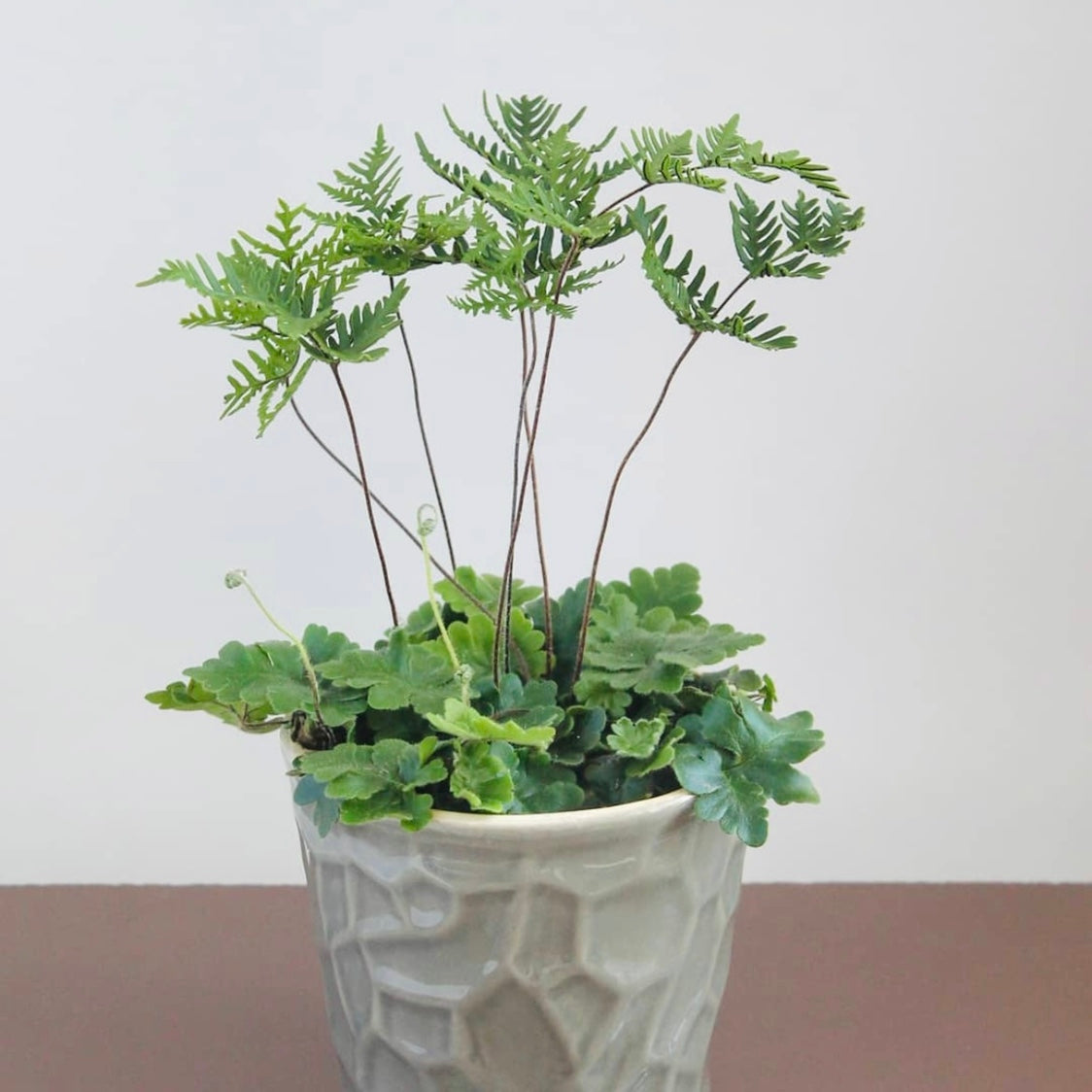 Antenna fern（Doryopteris cordata）