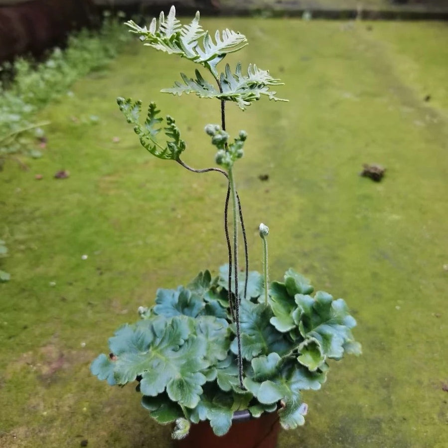 Antenna fern（Doryopteris cordata）