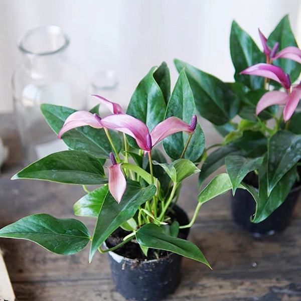 anthurium sale Anthurium ' Purple '