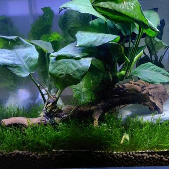 Anubias barteri with driftwood