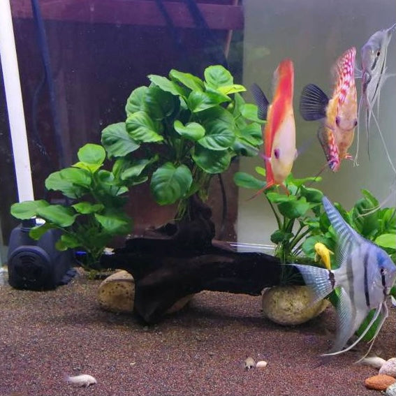 Anubias barteri with driftwood