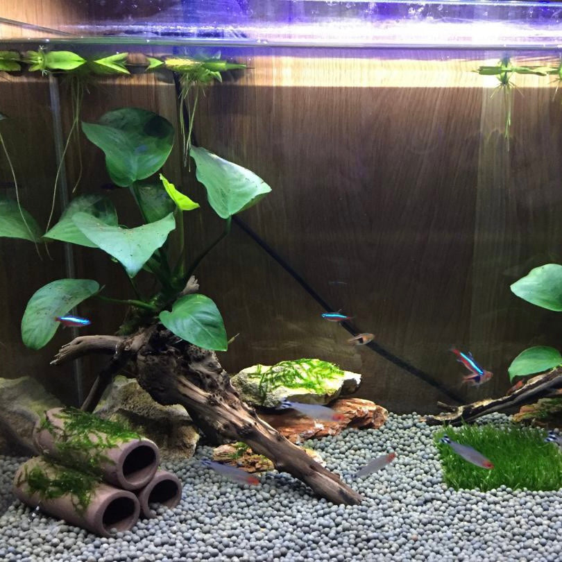 Anubias barteri with driftwood