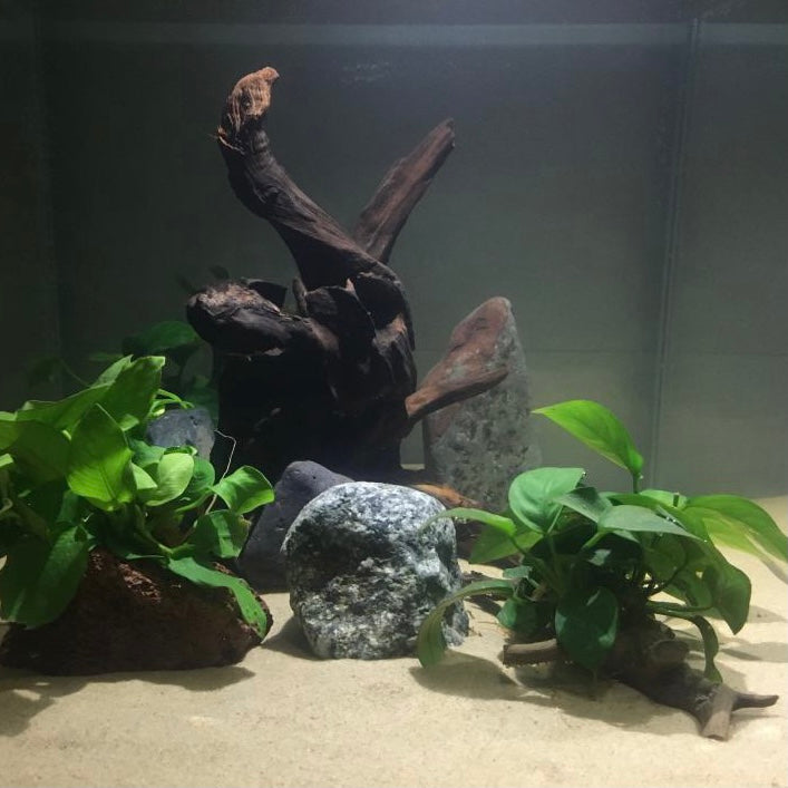 Anubias barteri with driftwood
