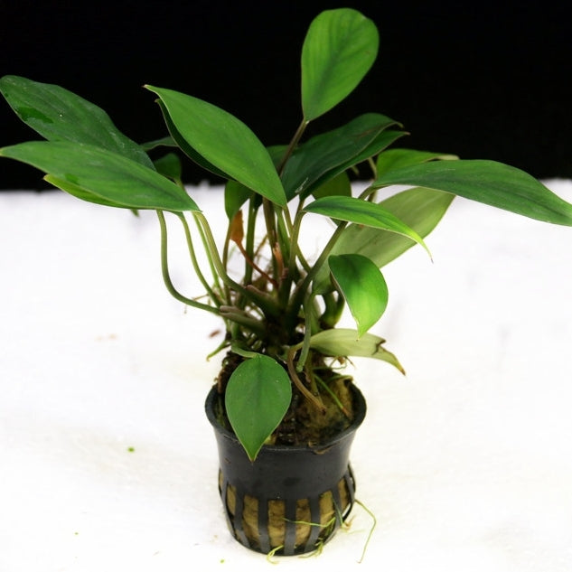 Anubias barteri var. angustifolia with driftwood