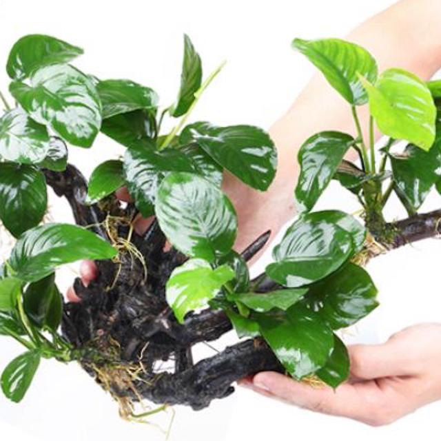 Anubias barteri with driftwood