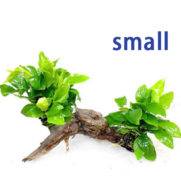 Anubias Nana Golden with driftwood