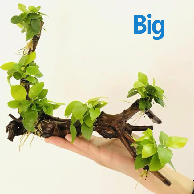 Anubias Nana Golden with driftwood