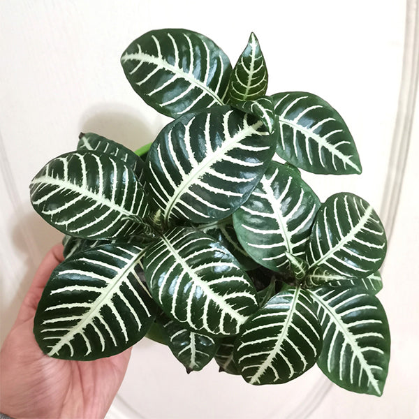 1 X Aphelandra Squarrosa Green | Potted Indoor Zebra Plant Gift (25-35cm in Pot) - Hong Kong 1 X Aphelandra Squarrosa Green | Potted Indoor Zebra Plant Gift (25-35cm in Pot) - Hong Kong