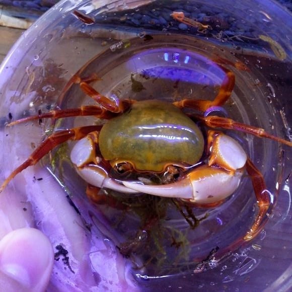 Green Warrior Crab Zhuhai (Nanhaipotamon guangdongens)