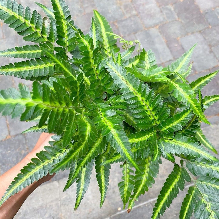 Arachniodes simplicior 'Variegata'