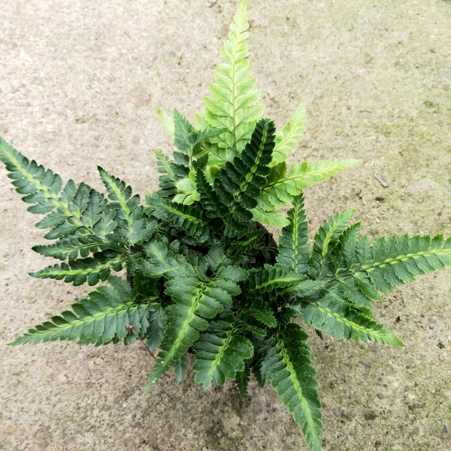 Arachniodes simplicior 'Variegata'