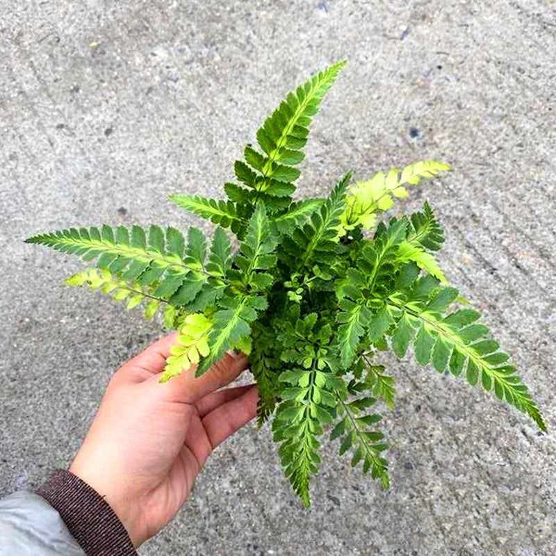 Arachniodes simplicior 'Variegata'