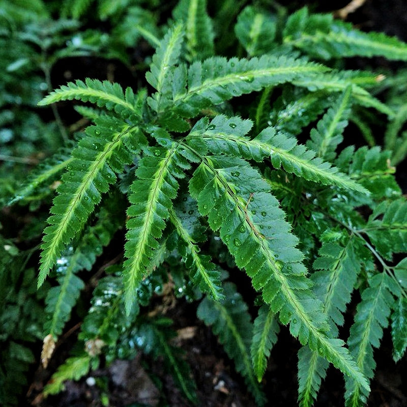 Arachniodes simplicior 'Variegata'