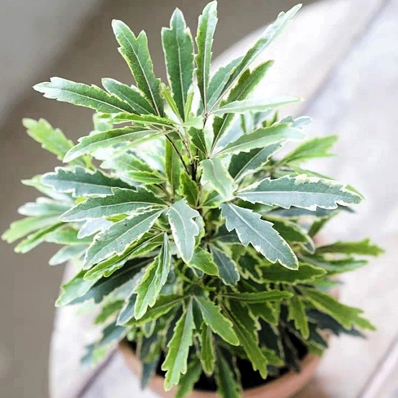 False Aralia Variegated (Dizygotheca Elegantissima)