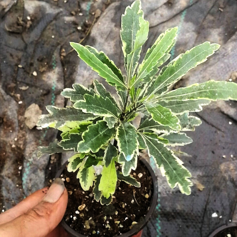 False Aralia Variegated (Dizygotheca Elegantissima)