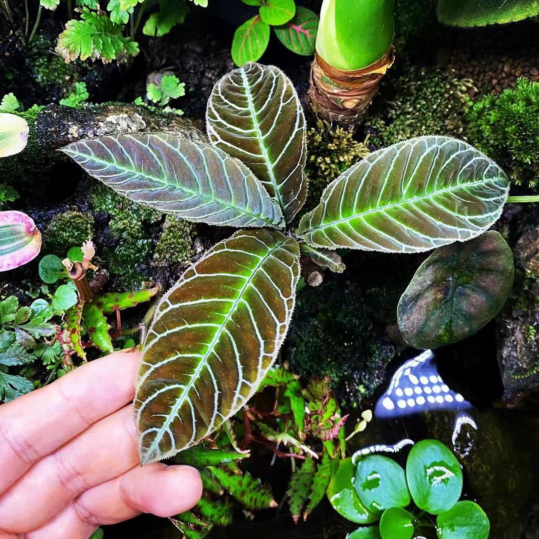 Ardisia Gigantifolia