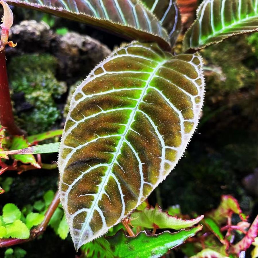 Ardisia Gigantifolia