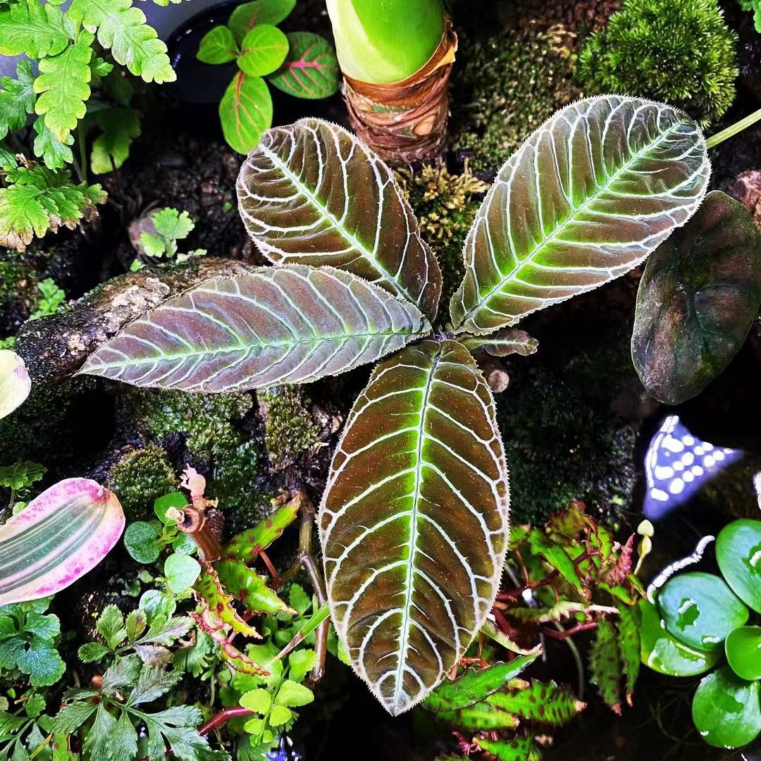 Ardisia Gigantifolia
