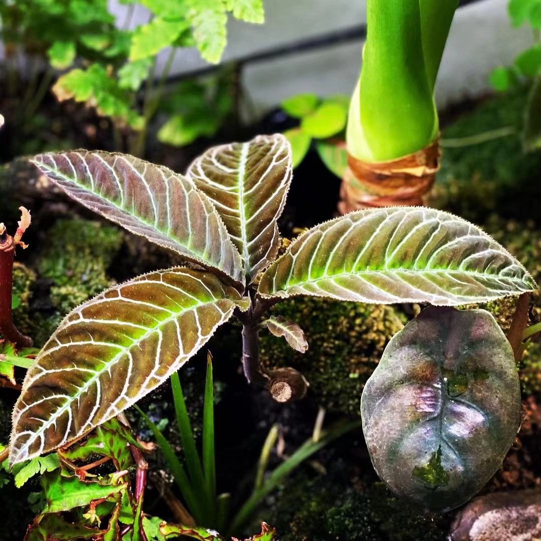 Ardisia Gigantifolia