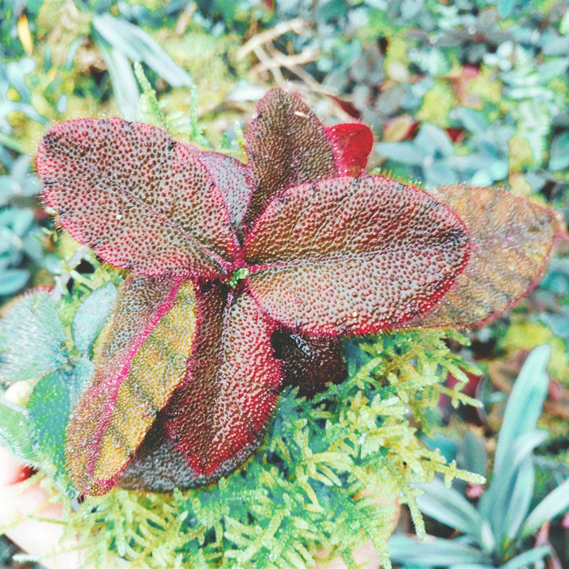Ardisia Mamillata Hance