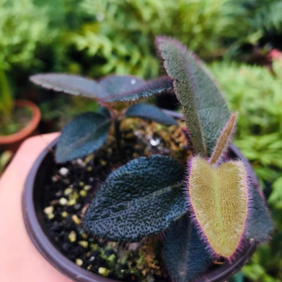 Ardisia Mamillata Hance