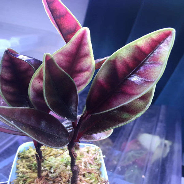 Ardisia sp.
