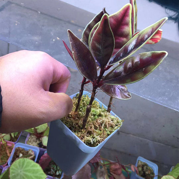 Ardisia sp.