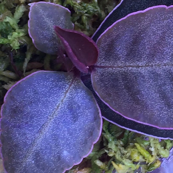 Ardisia sp. Purple