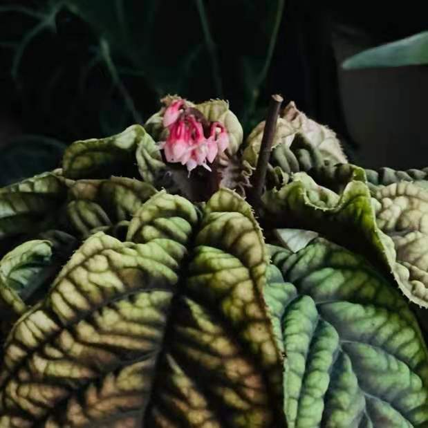 Ardisia sp. Vietnam