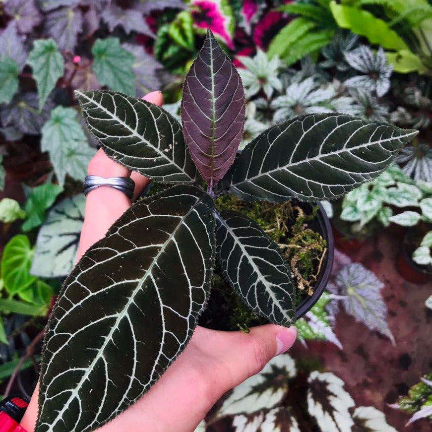Ardisia Gigantifolia