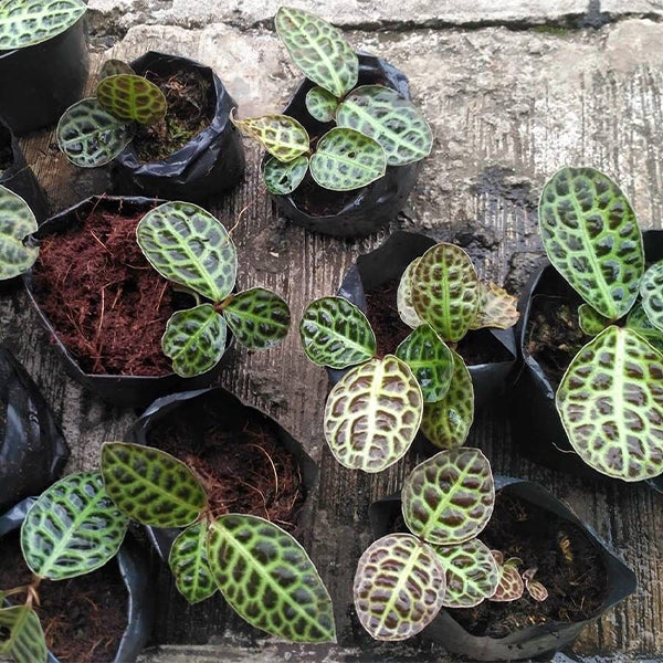 Ardisia sp Turtle Back