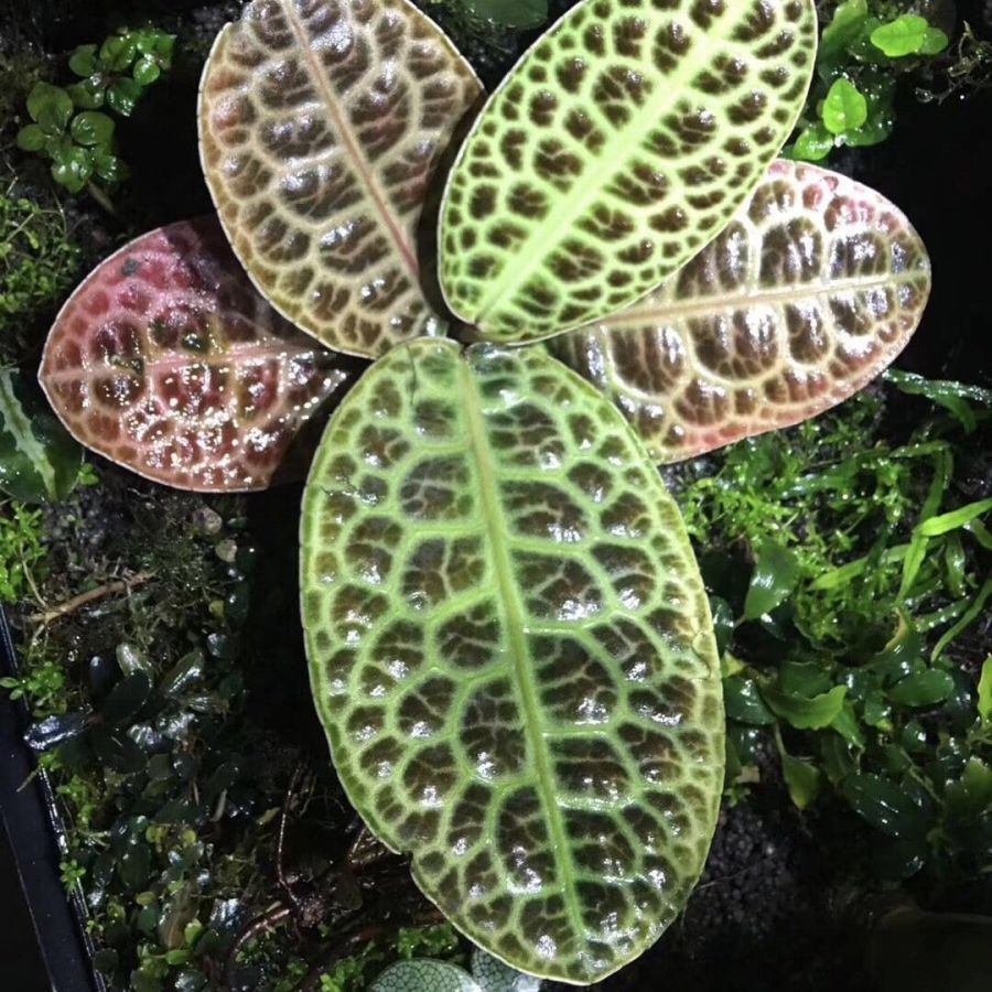turtle back succulent Ardisia sp Turtle Back