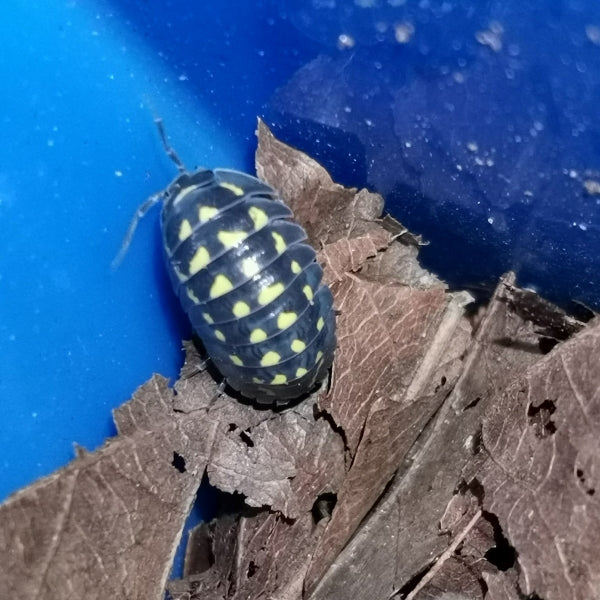 High Yellow Spotted Isopod (Armadillidium gestroi)